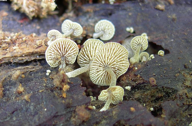 Simocybe haustellaris   ( Fr. )   Watling
